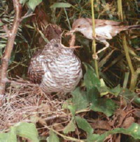 Як і чи можна навести порчу на самотність